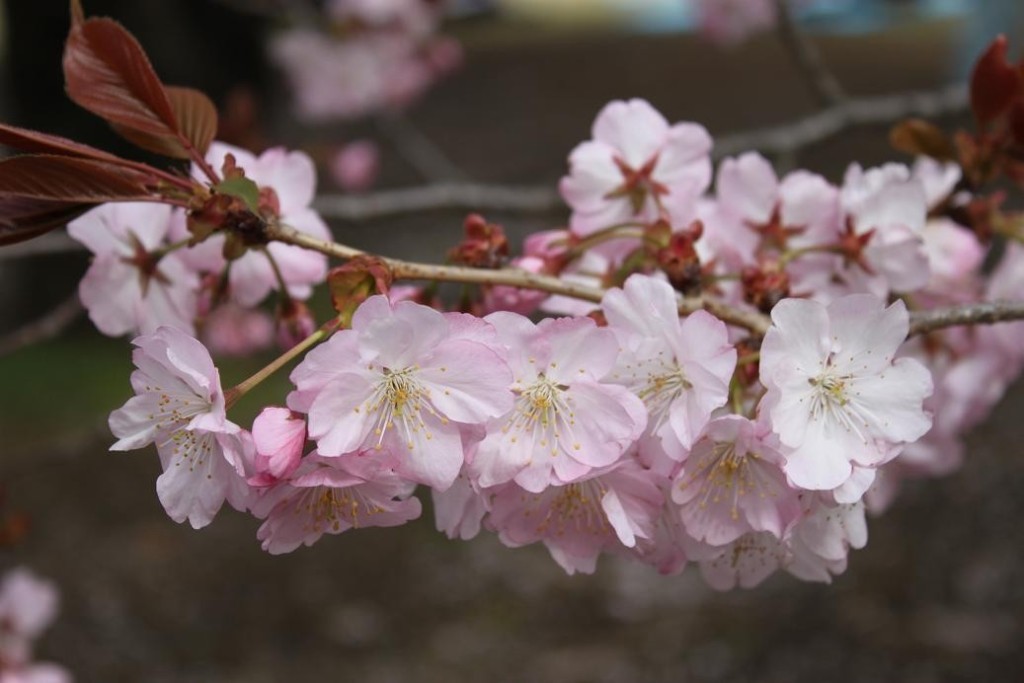 choshuhizakura