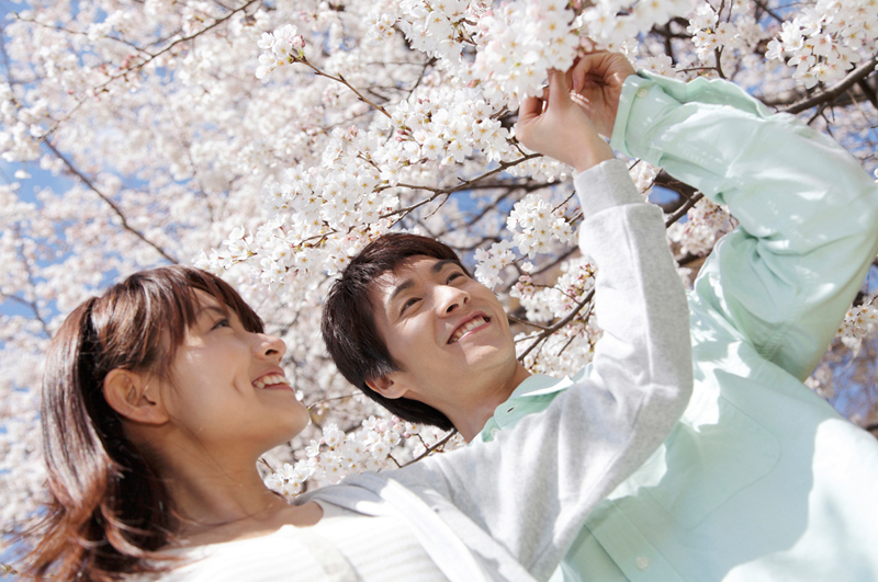 ohanami
